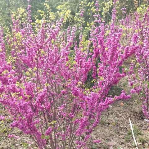 清明节文明祭扫倡议书