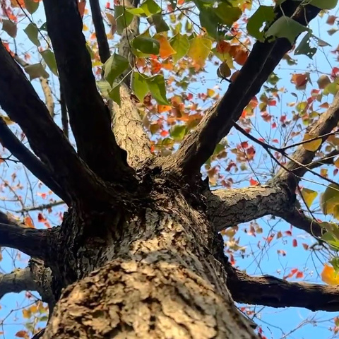 亲子户外实践活动邀请函