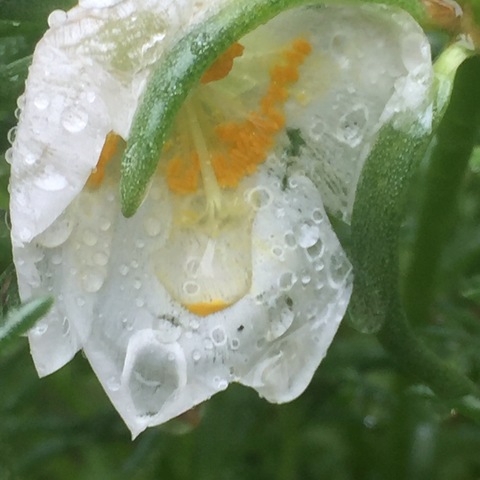 秋雨
