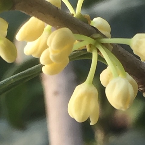 桂花开了