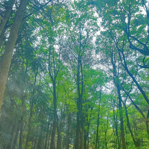 春至四月花开尽，人间值此最好时——宣汉县毛坝镇中心校假日寄宿4月总结