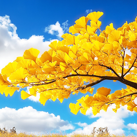 聚焦低段识字教学与趣味课堂构建——《拍手歌》集体听评课