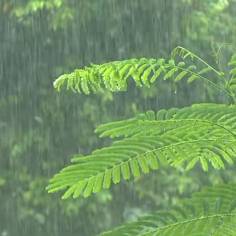 【二十四节气】雨生百谷 时至暮春——源南乡中心幼儿园