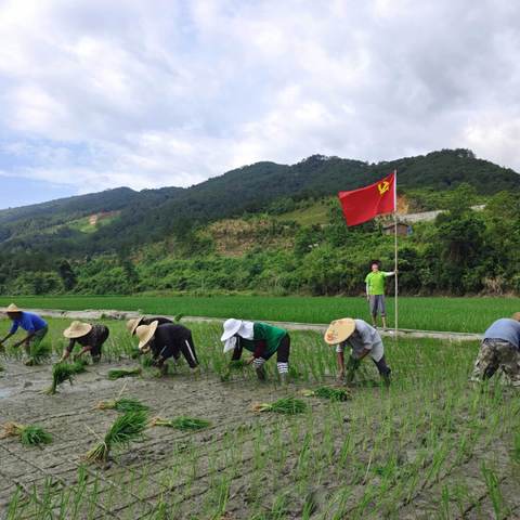 「7·1党日活动」“插秧助农忙、田间践初心，聚力追梦程”——福瑞华安种业党支部