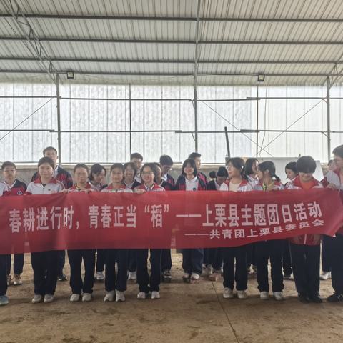 【课题动态09】青春当“稻”春耕时，躬身守护中国粮 ——记上栗中学初中部学生参加上栗县主题团日活动