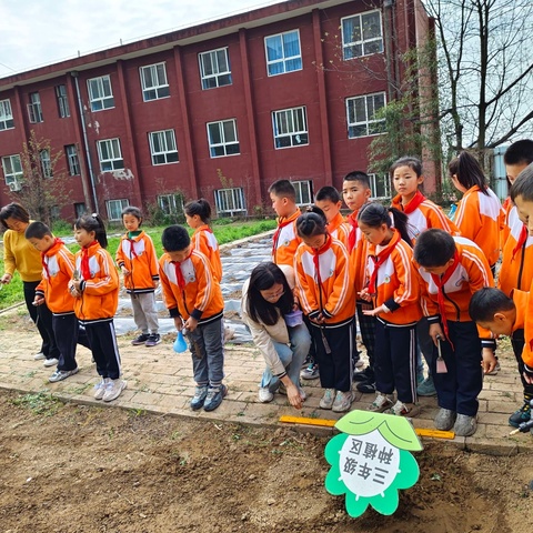 向阳而开，向美而行﹣﹣张家岗小学三年级学生进行种植向日葵项目化劳动实践活动