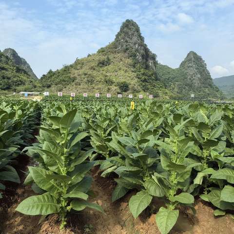 国产优质雪茄茄衣攻关专题研讨会现场观摩点在德保县那美雪茄园召开