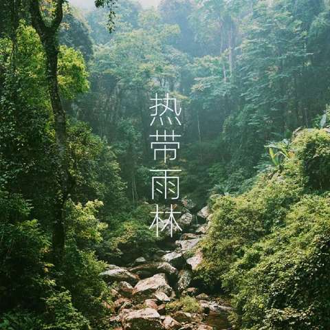 雨林探险