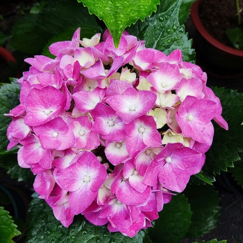 帘外雨潺潺 浪漫无尽夏