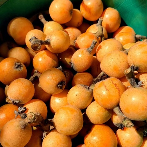 一锅枇杷膏，能愈三千疾——自制川贝母枇杷膏