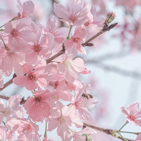 凝心聚力，“英”花绽放