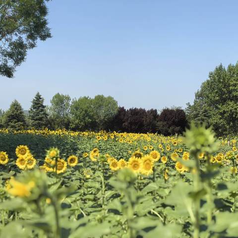 济南植物园夏日盛景：向日葵花海与大丽花争艳