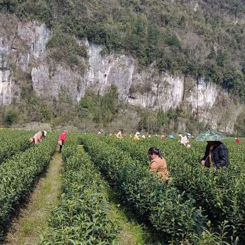 人间有仙品，茶为草木珍！茶间春色-寻茶之香，悟茶之道，品茶之趣。