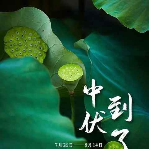 二十四节气之中伏☀️——北城中心幼儿园中班级节气美篇