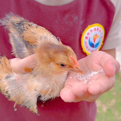 🐔“鸡”缘巧合 ——儋州市通源幼儿园中一班班本课程