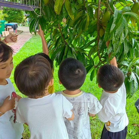 《鸡蛋果奇遇记》