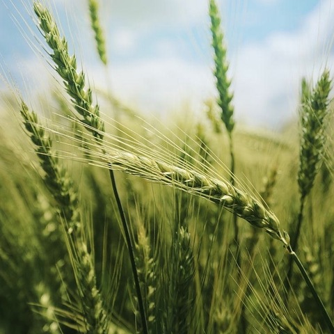 探秘农耕文化，共筑绿色梦想。 —生态城南开小学三年六班研学活动