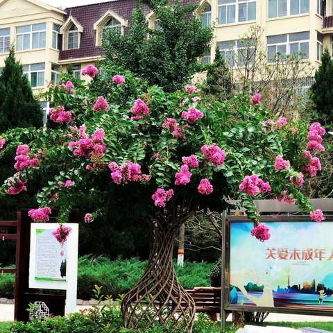 游园办为绿地开展“梳妆减负”行动
