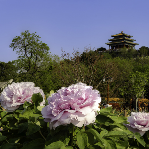 景山公园--“紫禁荟群芳 天香誉京城”