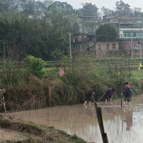 里泗村清理灌溉水渠,助力春耕生产