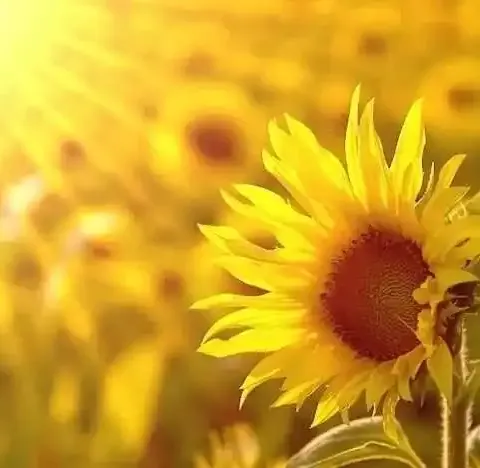 你渴望微风的清凉 我只愿拥有阳光的灿烂