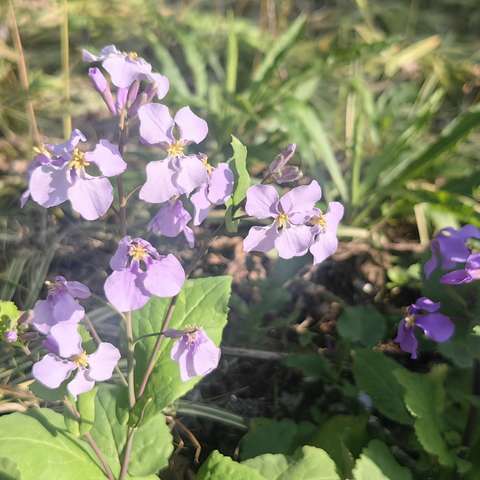 春暖花开季，情满女神节