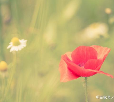 熠熠芳华  春风如你 苏尼特右旗税务局献给  巾帼女税官的节日祝福