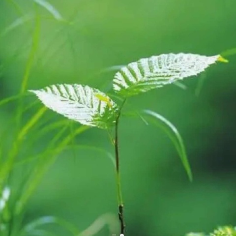 春风像一位高明的画师，用灵巧的双手轻抚着小草，绘出大地万紫千红。温暖的阳光、绿油油的草地、娇艳的花儿，这些元素汇聚在一起，勾勒出一幅温柔干净的春天画卷。