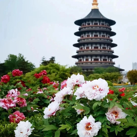 金贝鼓社 智行天下 4.16 ～19 号洛阳看牡丹，嵩山少林寺，白马寺，龙门石窟，洛邑古城和老君山 4 日游