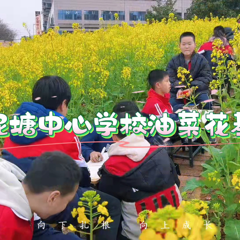 油菜花海中的绘梦之旅：黄泥塘中心学校劳动实践写生侧记