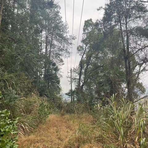 石城县护路办协调砍伐危树除隐患