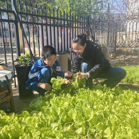 劳动“育”见美，“蔬”香满校园——邯郸市第六中学劳动实践基地记实