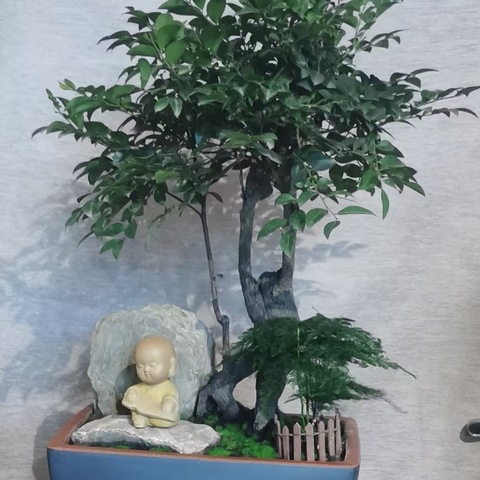 爱在生活中萌芽——家里种绿植了吗？