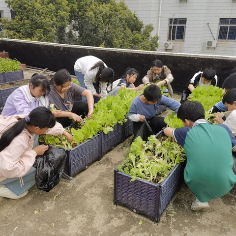 践行劳动精神，共筑清风校园——六年级学生采摘活动纪实