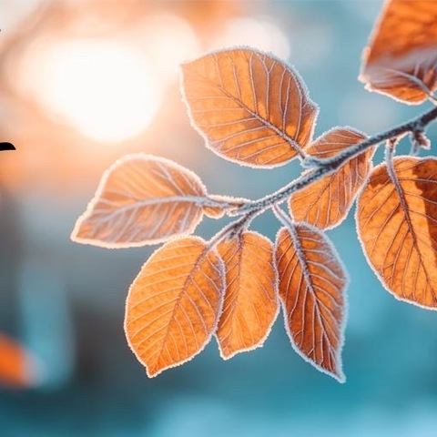 霜降至，秋已暮