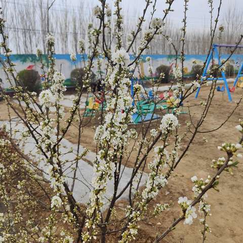 一颗豌豆的奇妙旅行——记宋道口镇连北店幼儿园种植小记