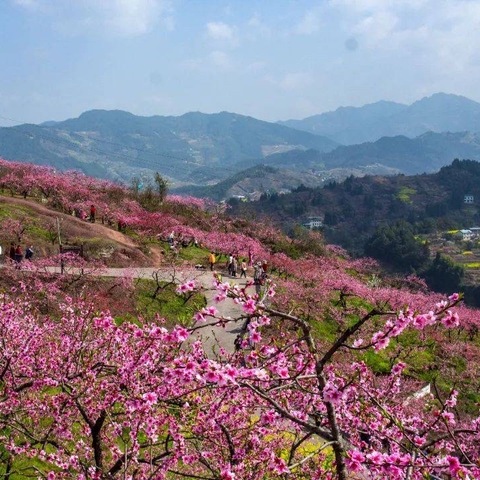 桃花岛中话诗意  桃花扇语展才艺——郭家小学2024年桃花扇语工作坊学生社会实践活动