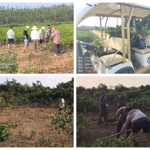 开展红树林补植补种生态修复工作