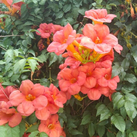 卫水生花，职专有梦——立秋，邂逅职专的校园美景