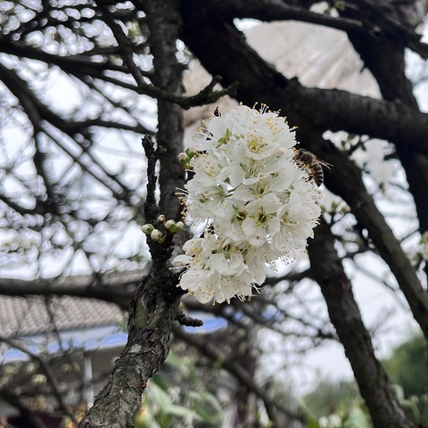 植一抹新绿，赴春天之约|校园植树节活动圆满落幕