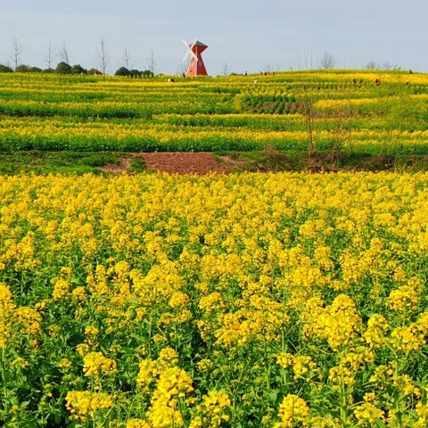 金色花海跃骏马，洁净画卷映春光