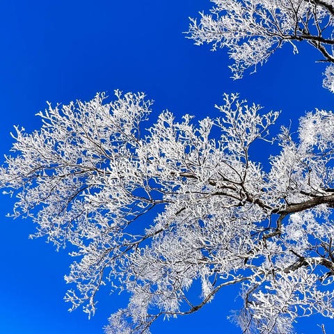 【连承欣】雪舞时分