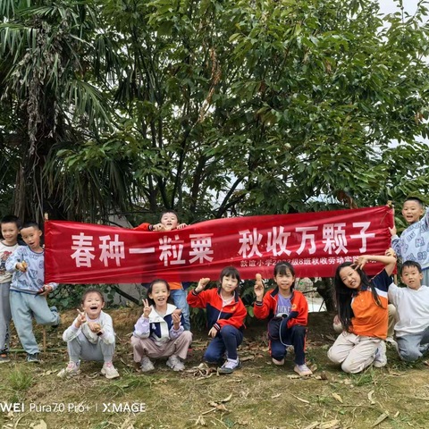 春种一粒粟，秋收万颗子——敦谊小学三年级八班秋收劳动实践活动