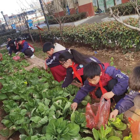 “时令蔬菜成果酿，香飘十里韵味长”——方城县第十小学组织学生开展蔬菜采摘、烹饪劳动实践教育特色活动