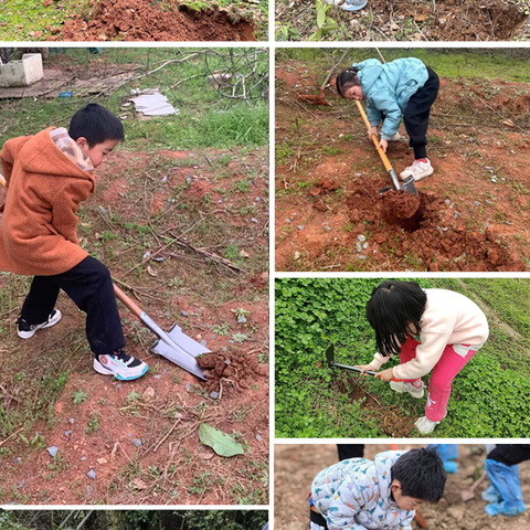 春风拂新绿，植树正当时 	——桂花树小学2204中队植树节实践活动