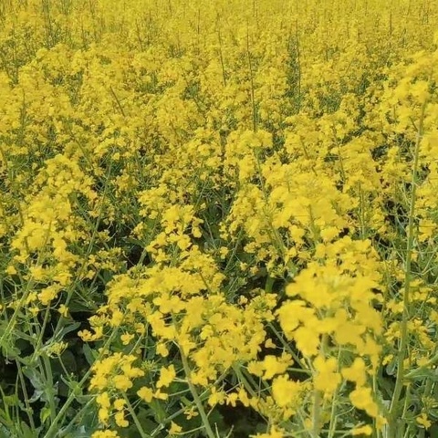 🌱春日拾趣,快乐“童”行🌱 ——朱李幼儿园踏青活动🌈