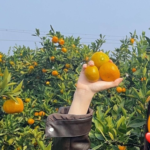 乐享金秋，大“橘”大利——九江东区支行开展客养活动