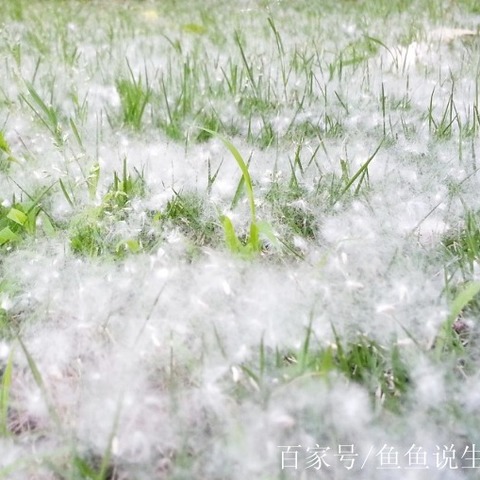 【梁才中心学校】四月柳絮飞满天  徒步演讲多精彩