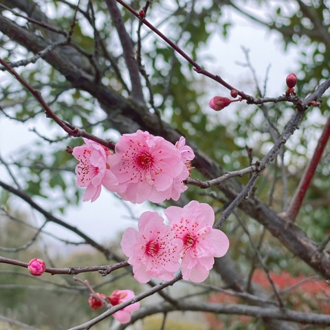 春暖花开   齐心教研       ---小学英语组第一次教研活动