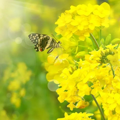 首钢幼教房山园——春季传染病预防知识💖